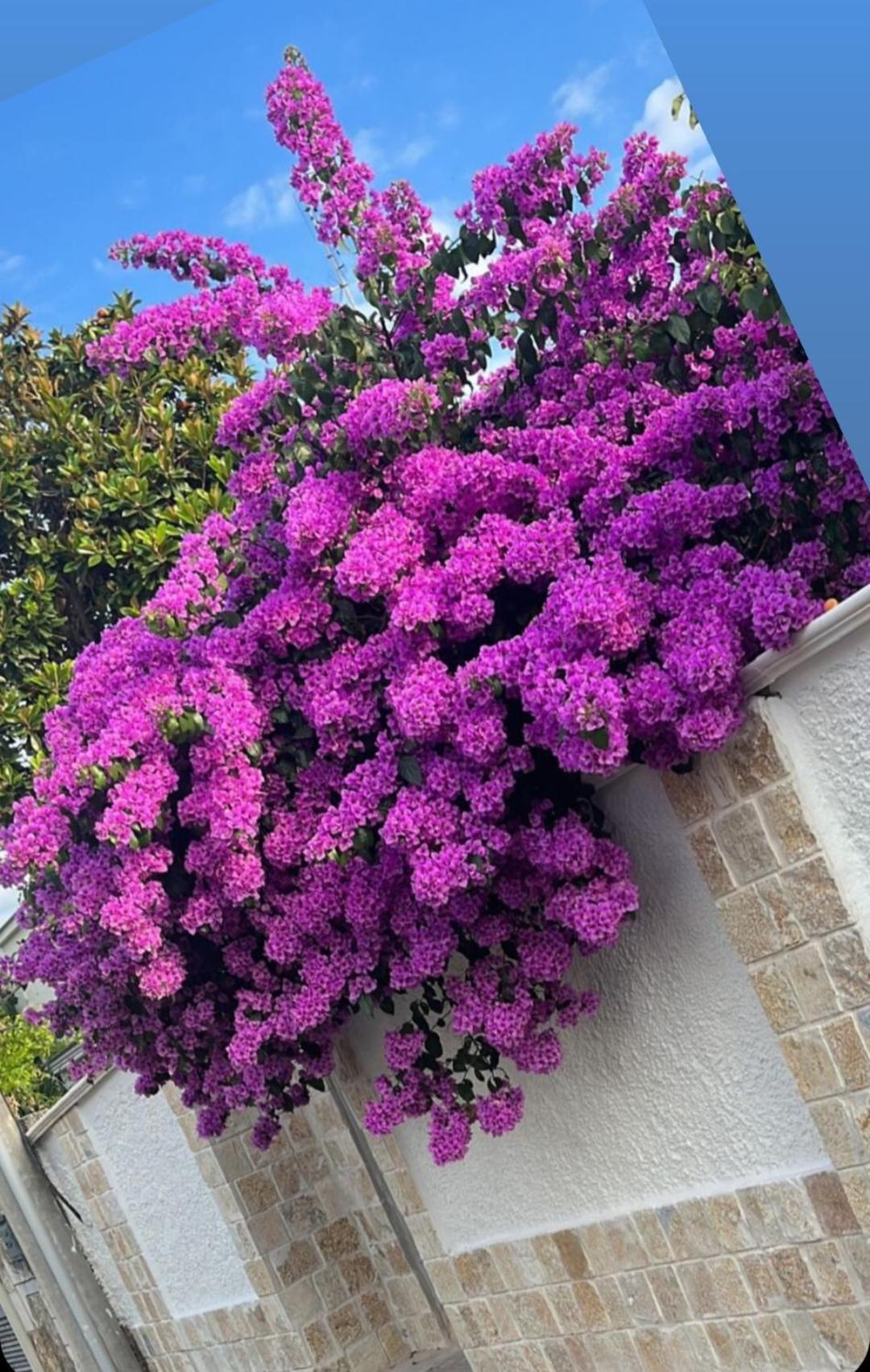 Villa Guajira Bari Exterior foto